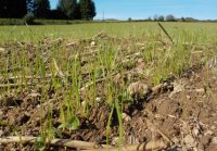 Implantation d'une prairie