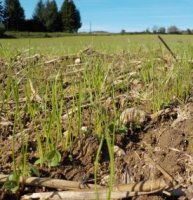 Implantation d'une prairie