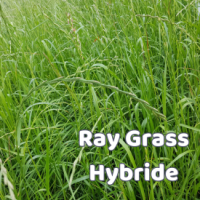 Miniatures espèces 10 Ray Grass Hybride