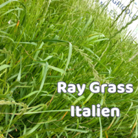 Miniatures espèces 11 Ray Grass Italien