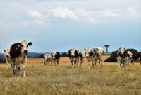 Vache sur prairie seche