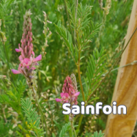 Miniatures espèces 12 Sainfoin