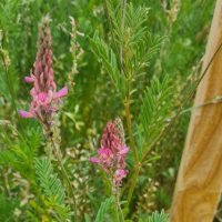 Le sainfoin