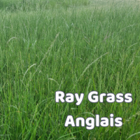 Miniatures espèces 09 Ray Grass Anglais