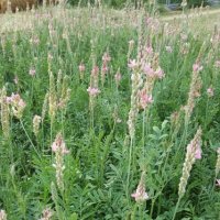 Le sainfoin