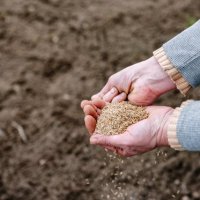 Semences fourragères : comprendre leur reproduction et ne semer que la ou les espèces attendues