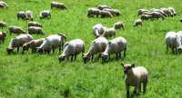 Cap Protéines pour les élevages ovins viande