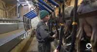 Vers l’autonomie protéique des brebis laitières bretonnes bios