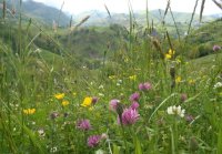 Prairie en fleurs