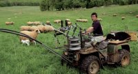 Un parfum de Nouvelle-Zélande pour l’agneau fermier du GAEC de Fargues, dans le Quercy