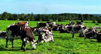 Le système expérimental laitier de La Blanche Maison : des prairies qui nourrissent les vaches et stockent du carbone