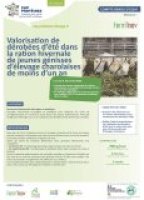 Valorisation de dérobées d’été dans la ration hivernale de jeunes génisses d’élevage charolaises de moins d’un an