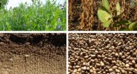 « Prairies de fauche à base de légumineuses et culture de protéagineux à grains »
