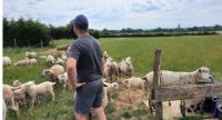 « Finir des agneaux en contre-saison avec du méteil et des légumineuses »