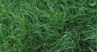 « Le pâturage tournant dynamique pour une herbe de qualité et une gestion du parasitisme »
