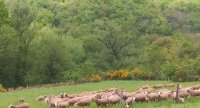 « Le pâturage des agnelles contribue à une meilleure autonomie protéique »