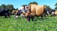 « Passer en monotraite et adapter la génétique du troupeau pour limiter les besoins protéiques »