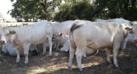 « Le vêlage à deux ans en bovin charolais permet de gagner de l’autonomie »
