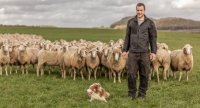 « Un système agneaux de bergerie autonome en agriculture biologique »