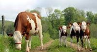 « Miser sur la culture de l’herbe pour une maîtrise du coût alimentaire sur un grand troupeau »