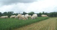 « Le foin de luzerne améliore la valeur alimentaire de la ration de mon troupeau allaitant »