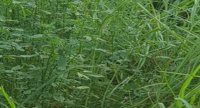 « Prairies tropicales et association de légumineuses pour améliorer la valeur protéique de l’herbe »
