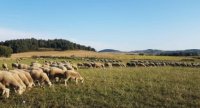 « Une ressource fourragère diversifiée pour une alimentation équilibrée des agneaux »