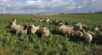 « Pâturage des couverts végétaux par les ovins en système céréalier bio »
