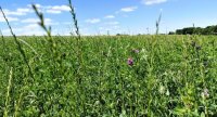 « Augmenter les légumineuses dans les prairies : un pari gagnant »