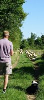&laquo; Prairies multi-esp&egrave;ces et race p&acirc;turante : une combinaison gagnante &raquo;