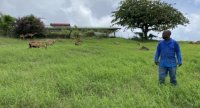 « Les brebis Martinik pâturent autour de la communauté religieuse»