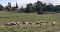 « Conduite en technopâturage des ovins sur des prairies multi-espèces »
