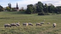 « Conduite en technopâturage des ovins sur des prairies multi-espèces »