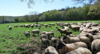 « Des agneaux à l’herbe avec des croissances rapides »