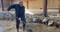 Une ration mélangée, de la betterave et des couverts à pâturer pour le troupeau ovin