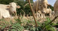 La diversification fourragère, un levier d’autonomie pour les bovins allaitants