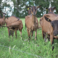 Autonomie protéique et pâturage des chèvres