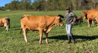 Légumineuses, méteil et pâturage pour plus d’autonomie protéique du troupeau allaitant