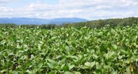 « Produire ses graines de soja pour gagner en autonomie alimentaire »