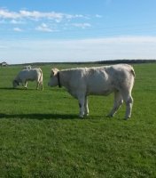 vache avec collier connecté