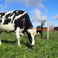Prim Holstein paturant de la chicorée
