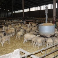 engraissement agneaux bergerie
