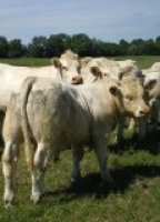 De bonnes croissances de bovins allaitants uniquement à l’herbe, c’est possible !