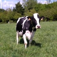 Pâturage dynamique, méteils et soja toasté pour les vaches laitières 