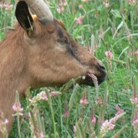 Le sainfoin