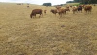 Fourrag&egrave;res et s&eacute;cheresse : pr&eacute;venir et gu&eacute;rir