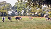 Fourrag&egrave;res et s&eacute;cheresse : pr&eacute;venir et gu&eacute;rir
