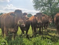 Limousine dans la Manche