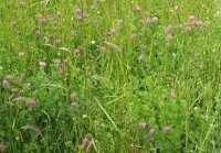 Mélange prairie avec trèfle en fleur