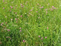 Mélange prairie avec trèfle en fleur